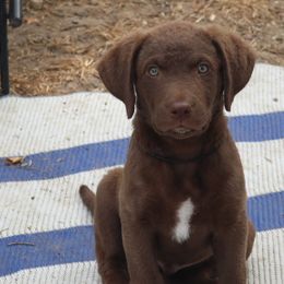 Bullet-Black Collar - Dark brown Chesapeake Bay Retriever puppy in Eureka, Kansas from Eska Creek Chesapeakes