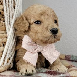 Cookie - Apricot female Goldendoodle puppy in Temecula, California from Oodles O'Doodles
