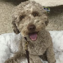 Australian Labradoodles from Pawsome Labradoodles, LLC