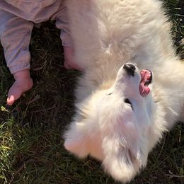 Samoyeds from Morning Star Samoyeds