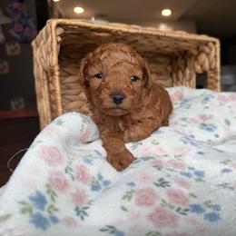 AKC Chance - Red  male Poodle puppy in Tampa, Florida from The Sweet Life of a Toy Poodle