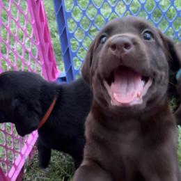 Penny Lane, yellow collar - Chocolate female Labrador Retriever puppy in Longmont, Colorado from Cornwell Labradors