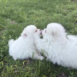 French Bulldog and Pomeranian Puppies from Heartfelt Kennels