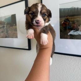 Chalk - White and red male Pembroke Welsh Corgi puppy in Red Bluff, California from Wilder Ranch Corgis