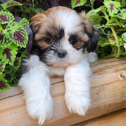 Havanese and Shih Tzu Puppies from Locust Creek Shih Tzu & Havanese