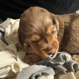 Ginny - Dapple female Dachshund puppy in San Antonio, Texas from Chocolate Pet Connection