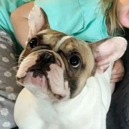 Stella - French Bulldog