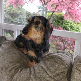 Bosco - Dachshund