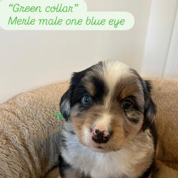 Green collar - Blue male Companion Cross puppy in Norco, California from JOY Farms