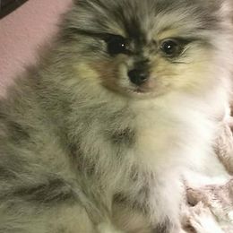Pomeranians from Tami's Dazzling AKC Pomeranians