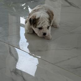 Brownie - Brown and white female Shichon puppy in Clarksville, Tennessee from Harrison Farm Teddy Bears