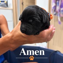 Amen - Black male Labrador Retriever puppy in Baldwin City, Kansas from Hedge Lane Labradors