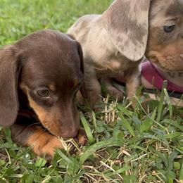 Dachshund All Grown Up from BlackPine Kennels