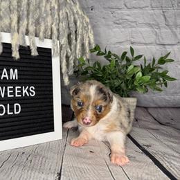 Princess Elsa - Blue merle female Miniature Australian Shepherd puppy in Peoria, Arizona from B My Sunshines Mini Aussies