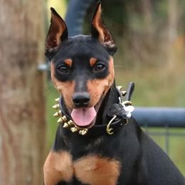 T - Miniature Pinscher