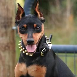 T - Miniature Pinscher