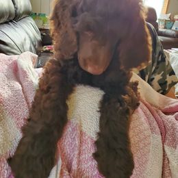 Poodle Puppies from Edith and Company Fantastic Standard Poodle Life