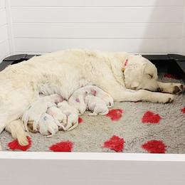 Pick 5 - Light golden male Golden Retriever puppy in Deer Lodge, Tennessee from SelahGold