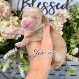 Jesse - Red male Pyredoodle puppy in Bowling Green, Ohio from FDF Pyredoodles & Bernedoodles