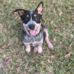"Jagger and Kelsey" Australian Cattle Dog and Pembroke Welsh Corgi Puppies from 4Surge Cattle Dogs