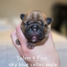 Sky blue collar male - Fawn male French Bulldog puppy in Hamler, Ohio from Smith's Small Town Frenchies