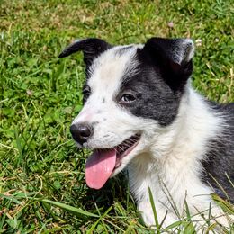 Jill - Border Collie puppy from Thundering Paws Farm