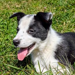 Jill - Border Collie puppy from Thundering Paws Farm