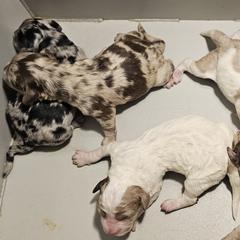Bernedoodles, Cavapoos, and Newfypoos from Peaceful Pines LLC