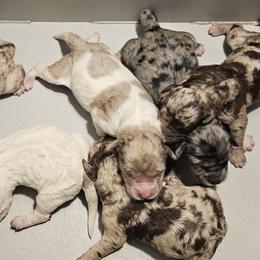 Bernedoodles, Cavapoos, and Newfypoos from Peaceful Pines LLC