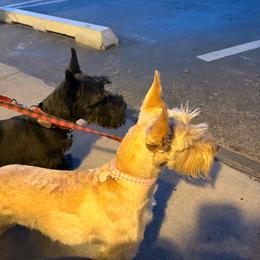 Peachy Hunny - Scottish Terrier