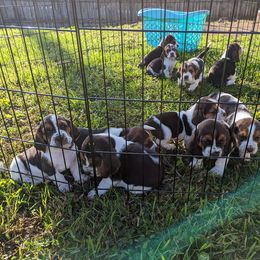 Basset Hound Puppies from The Clumsy Kentucky Bassets