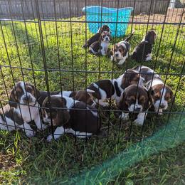 Basset Hound Puppies from The Clumsy Kentucky Bassets