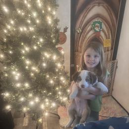 Golden - Red merle male Miniature Australian Shepherd puppy in Interlachen, Florida from Lucky Bones Miniature Australian Shepherds