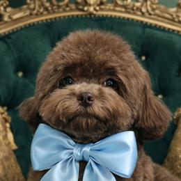 Biewer Terriers, Maltese, Maltipoos, Poodles, and Yorkshire Terriers from Yorkie & Maltese Royalty