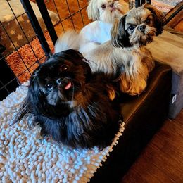 Winnie - Shih Tzu