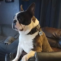 Boston Terrier Puppies from Big Sky Bostons