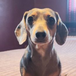 Remi - Dachshund