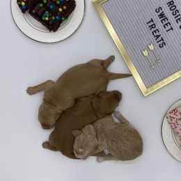 Goldendoodle Puppies from Dapper Doodles of Tennessee