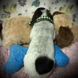 Green collar reserved - Liver roan male German Shorthaired Pointer puppy in Hardeman County, Tennessee from Howell Farm GSP