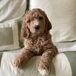 Bernedoodle and Goldendoodle Puppies from Heartfelt GoldenDoodles