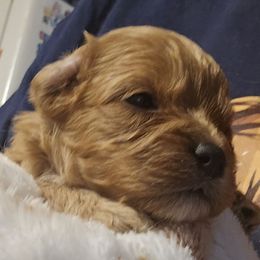 Boy 1 - Red male Cavapoo puppy in Conklin, Michigan from Lake Michigan Couture Cavapoos & Cockapoos