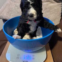 Cardinal, red - Black and white male Aussiedoodle puppy in Grand Haven, Michigan from Happy Hippy Doodles