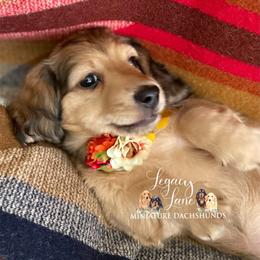 Dachshund Puppies from Legacy Lane Dachshunds