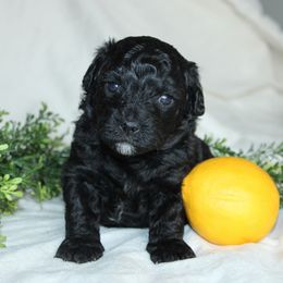 Fern - Black female Shihpoo puppy in Mifflintown, Pennsylvania from Curls & Paws Canines