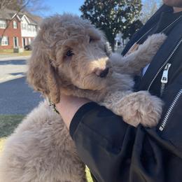 Labradoodle Puppies from CC Labradoodles