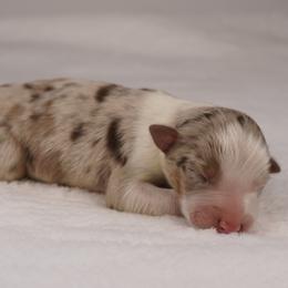 Blaze - Red merle male Australian Shepherd puppy in Glenville, Pennsylvania from Rolling Hills Australian Shepherds