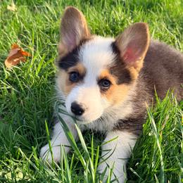 Walrus - Black and tan male Pembroke Welsh Corgi puppy in Ashland, Ohio from SS Australian Shepherds