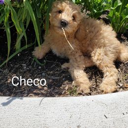 Goldendoodle Puppies from Brulee Doodles