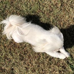 Kalani  - Shih Tzu