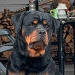 Khaos - Rottweiler